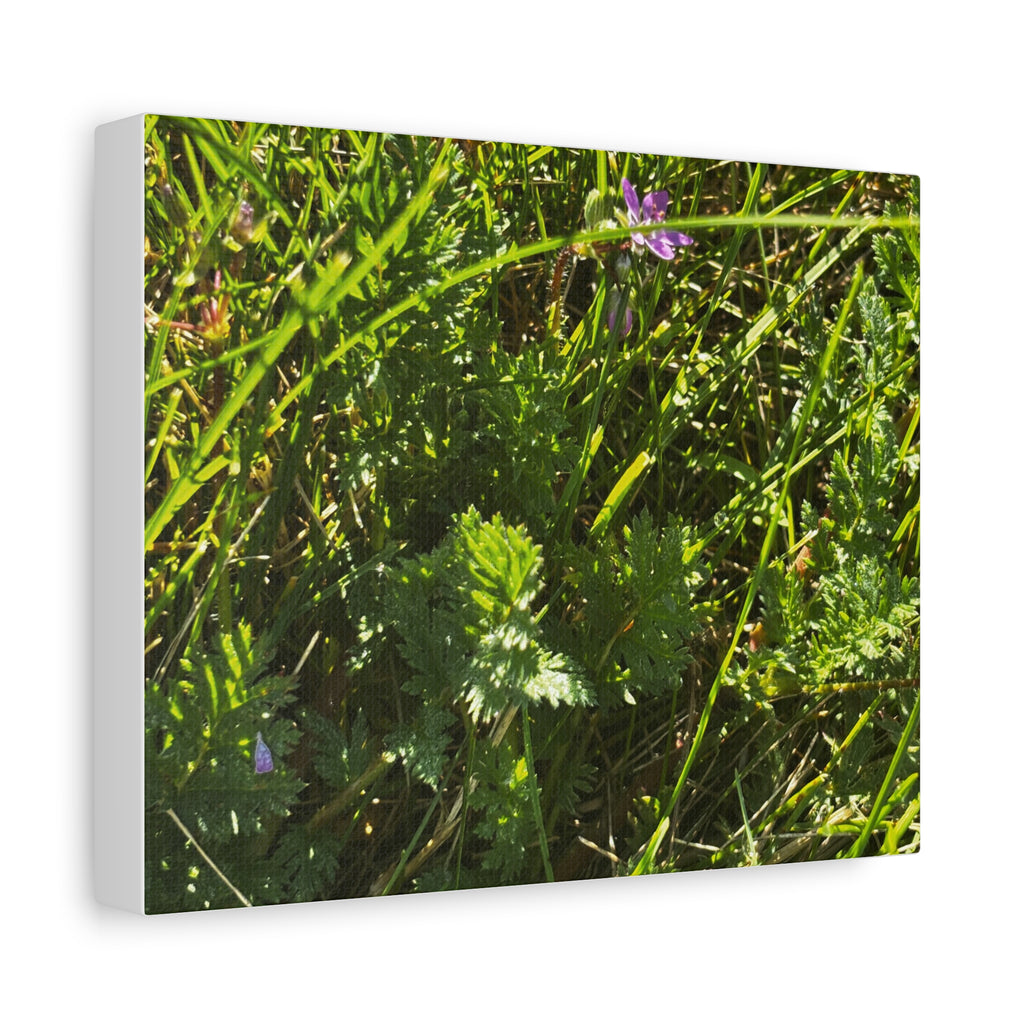 Sunlit Wildflower Meadow Canvas Print — Matte Stretched Wall Art