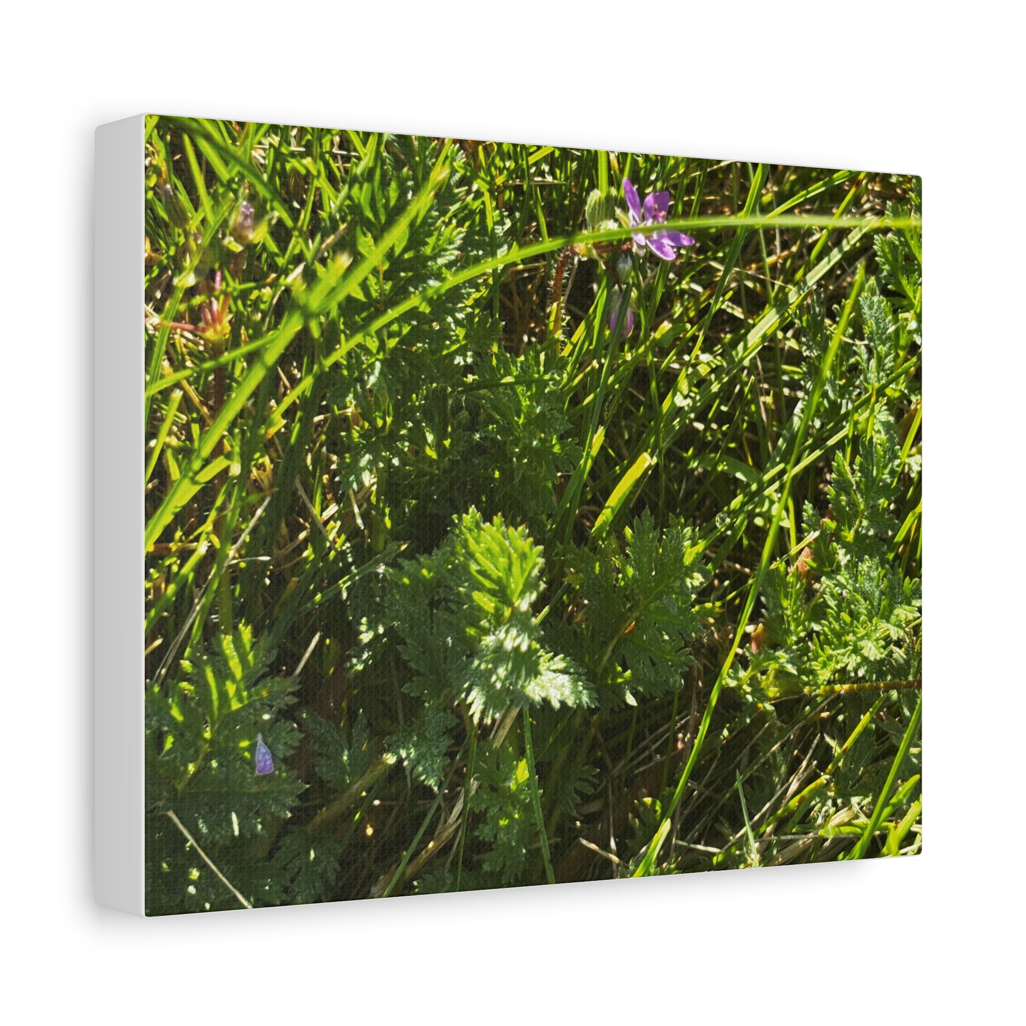 Sunlit Wildflower Meadow Canvas Print — Matte Stretched Wall Art