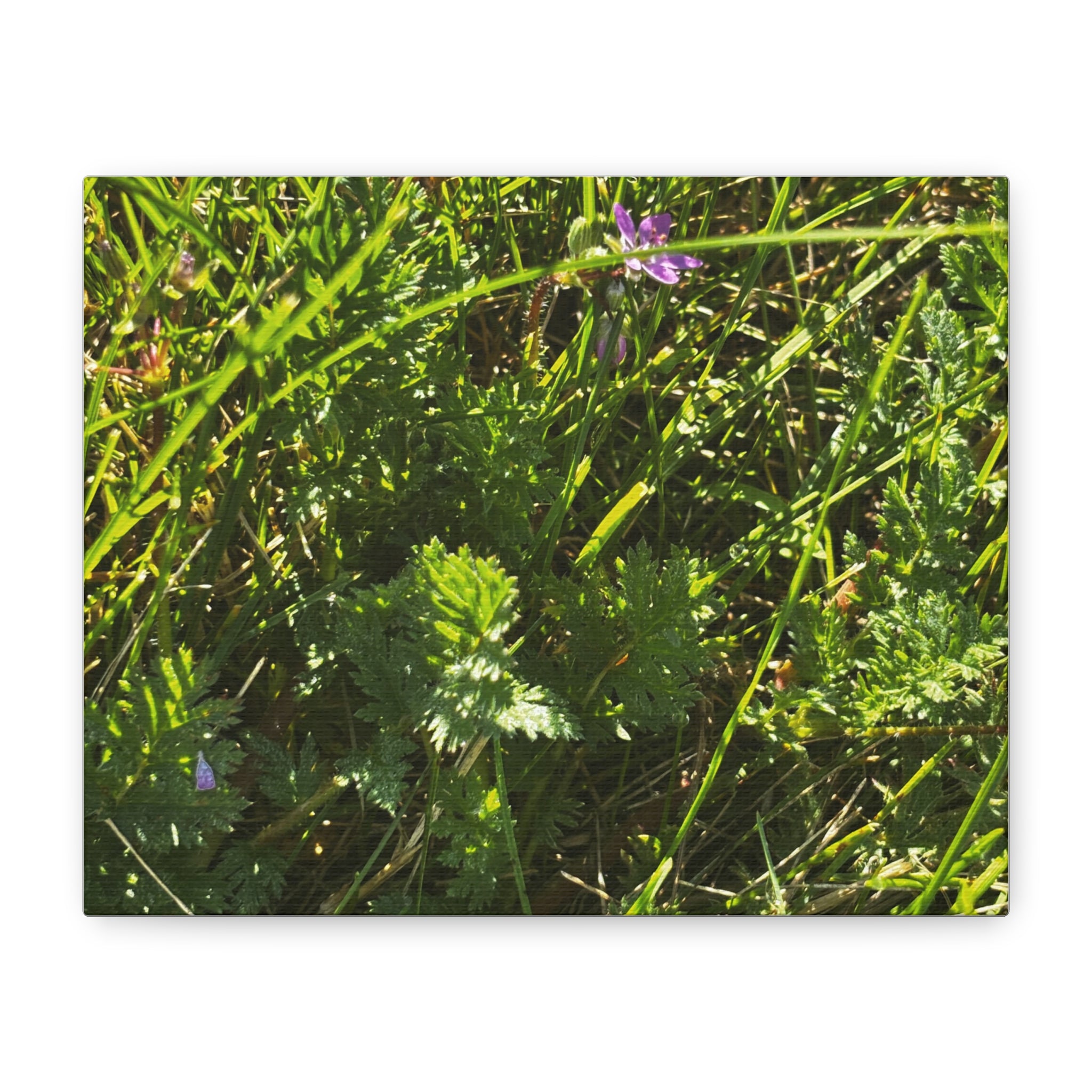 Sunlit Wildflower Meadow Canvas Print — Matte Stretched Wall Art
